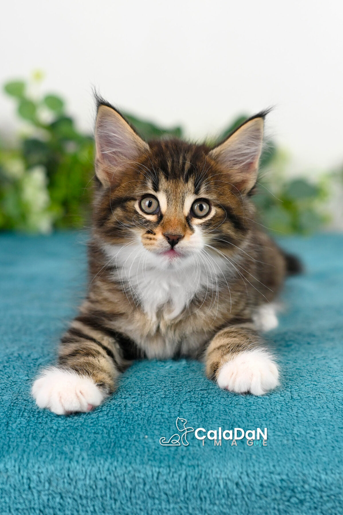 chaton norvégien caladan