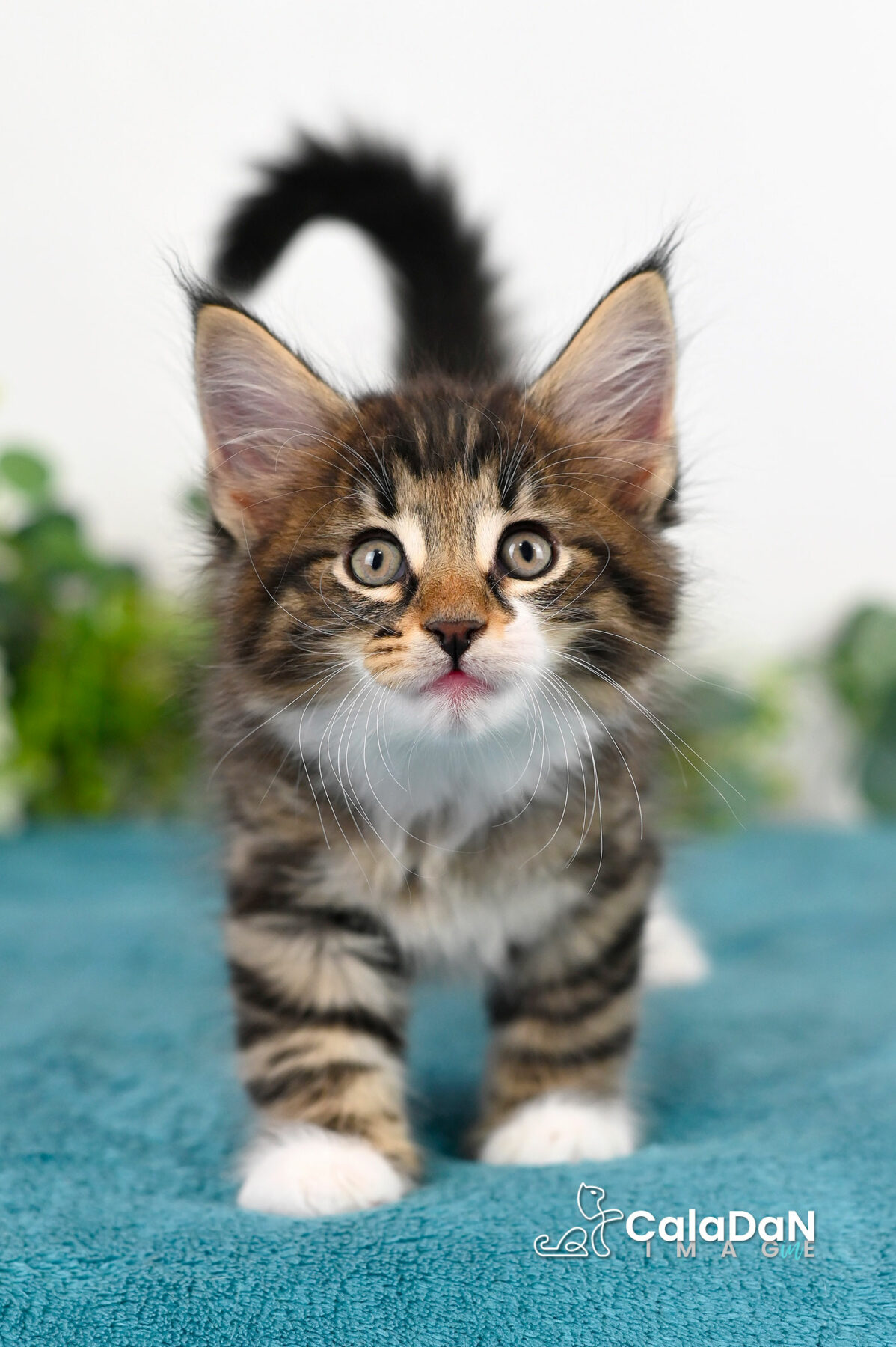 chaton norvégien caladan
