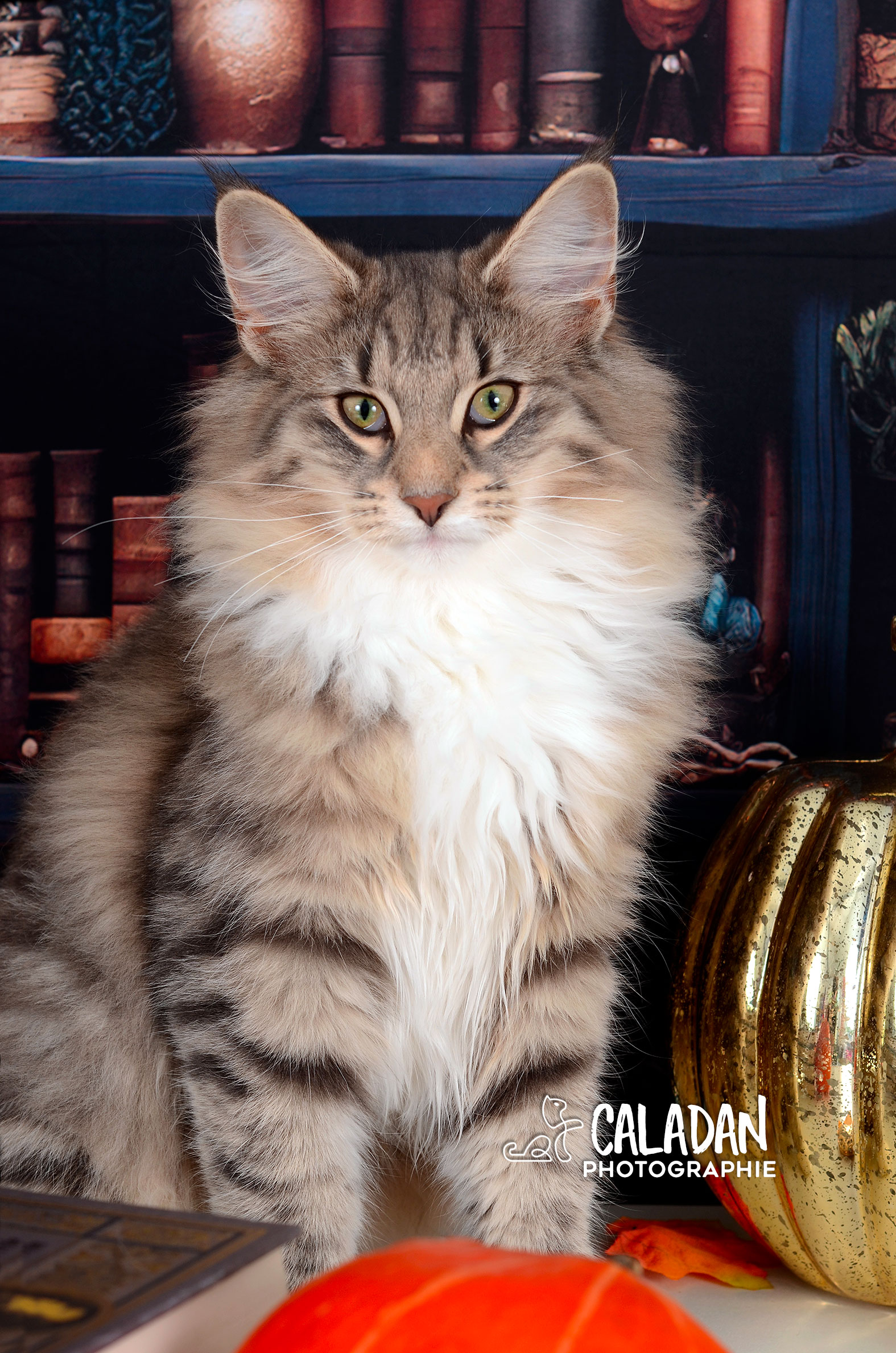 chat norvégien caladan bleu tabby et blanc