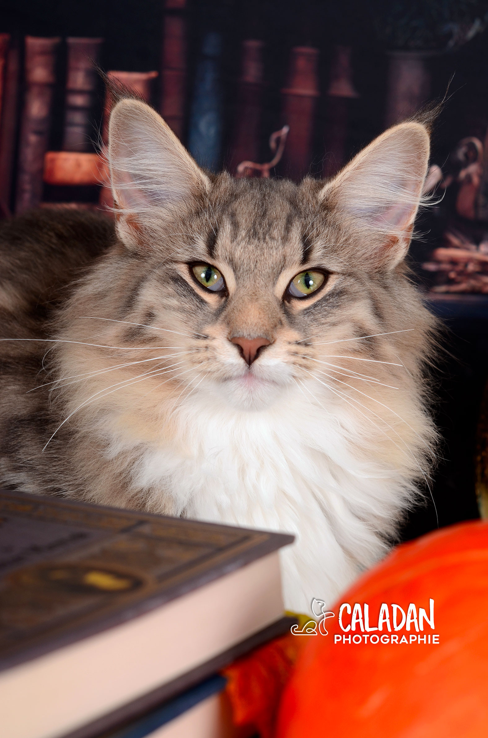 chat norvégien caladan bleu tabby et blanc