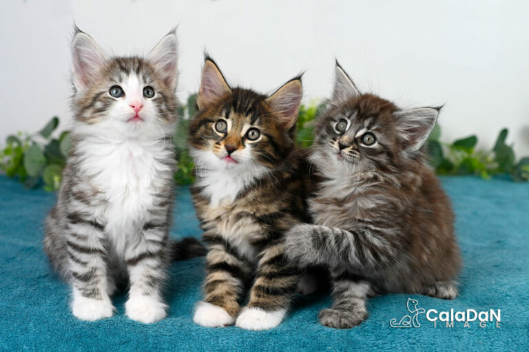 Home chatons norvégien calaDaN