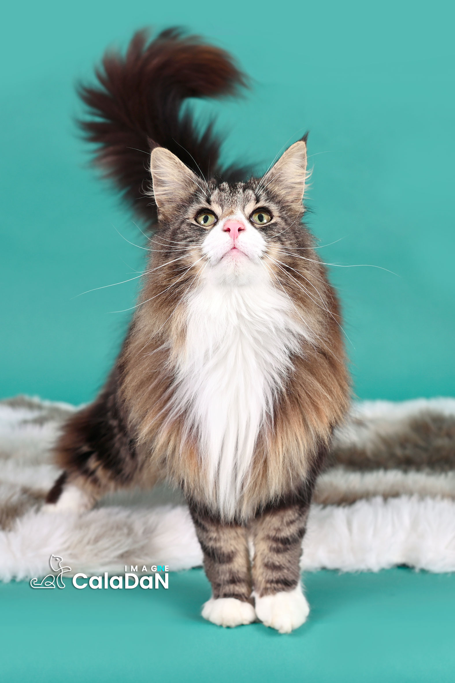 chat norvégien caladan brown tabby et blanc