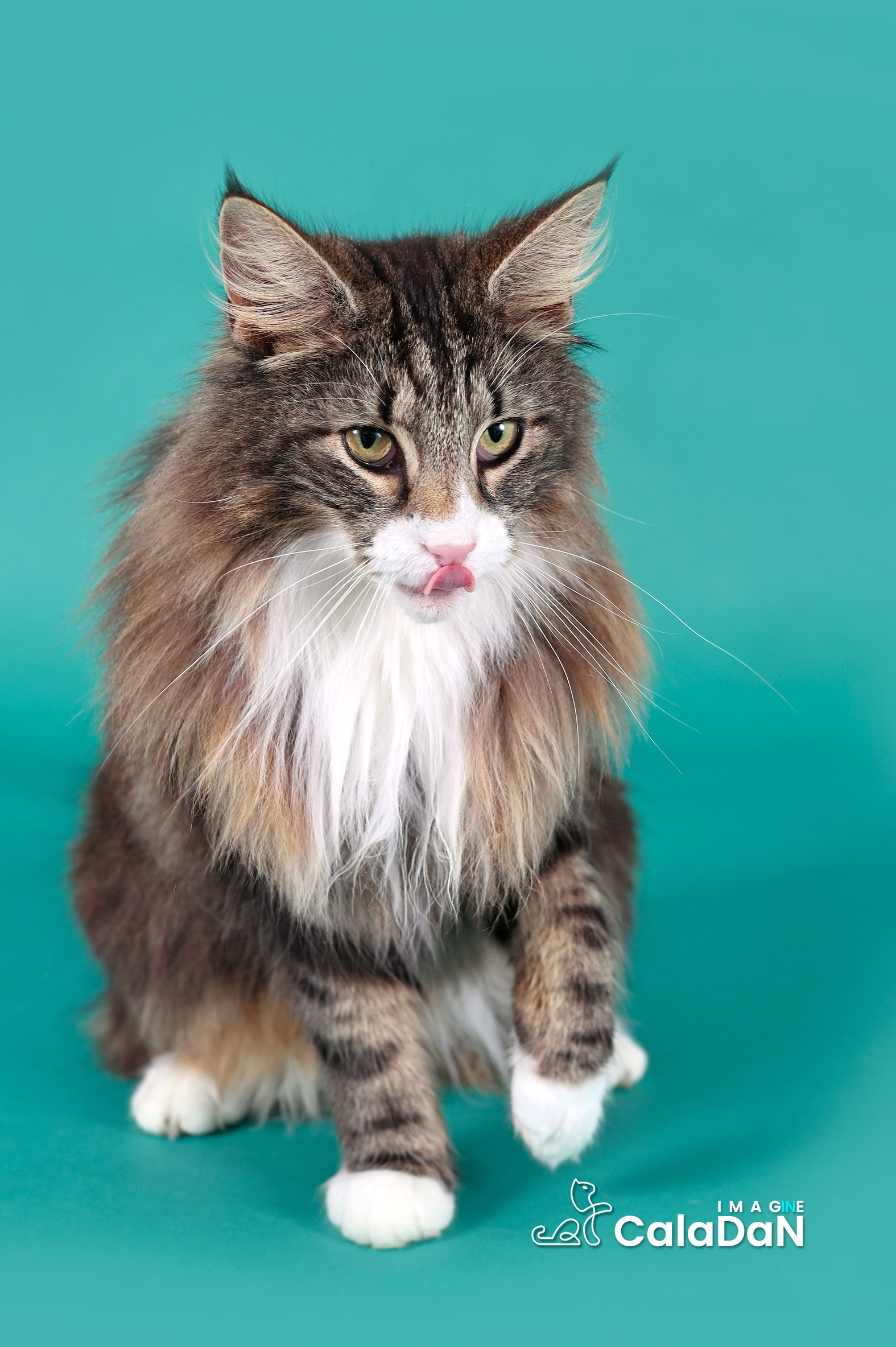 chat norvégien caladan brown tabby et blanc