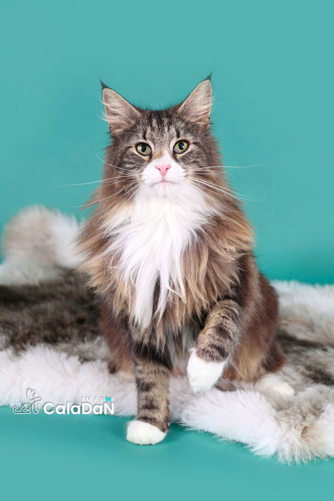 chat norvégien caladan brown tabby et blanc