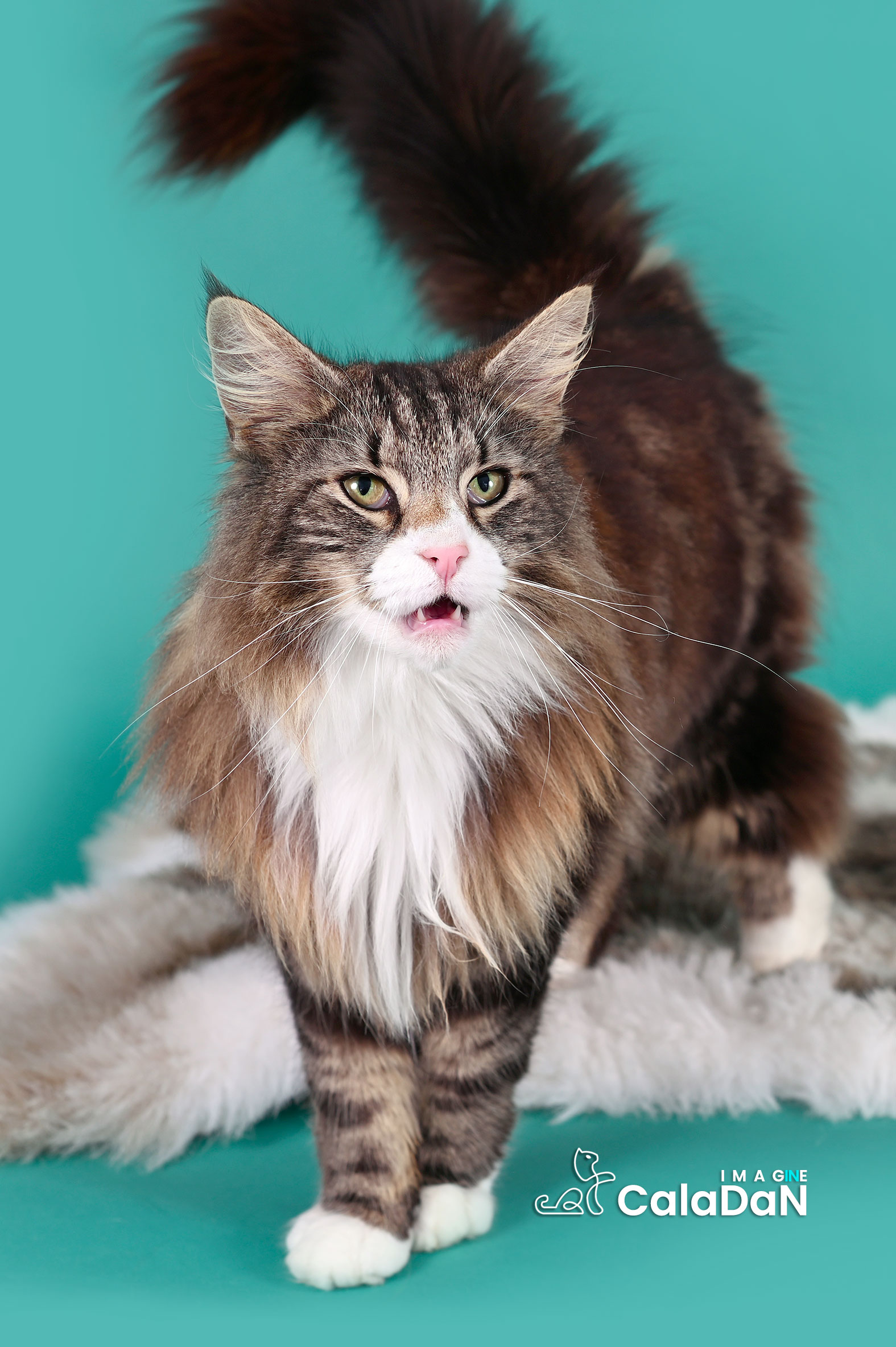 chat norvégien caladan brown tabby et blanc