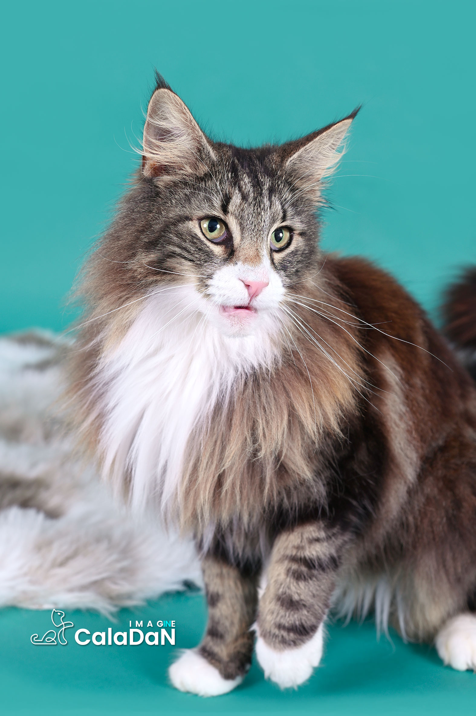 chat norvégien caladan brown tabby et blanc