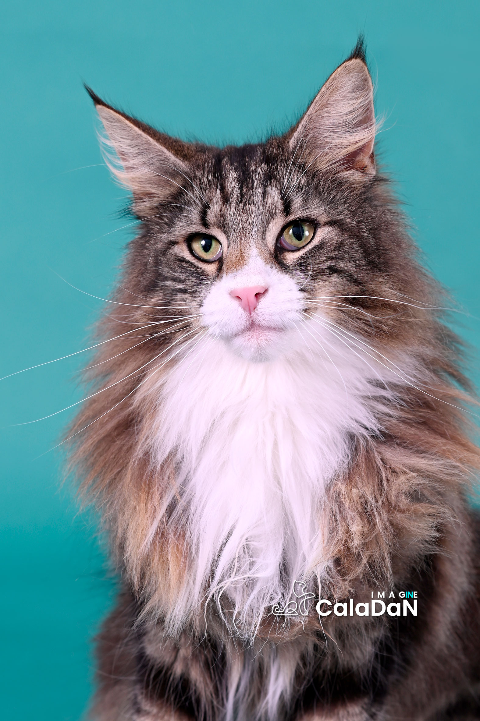 chat norvégien caladan brown tabby et blanc