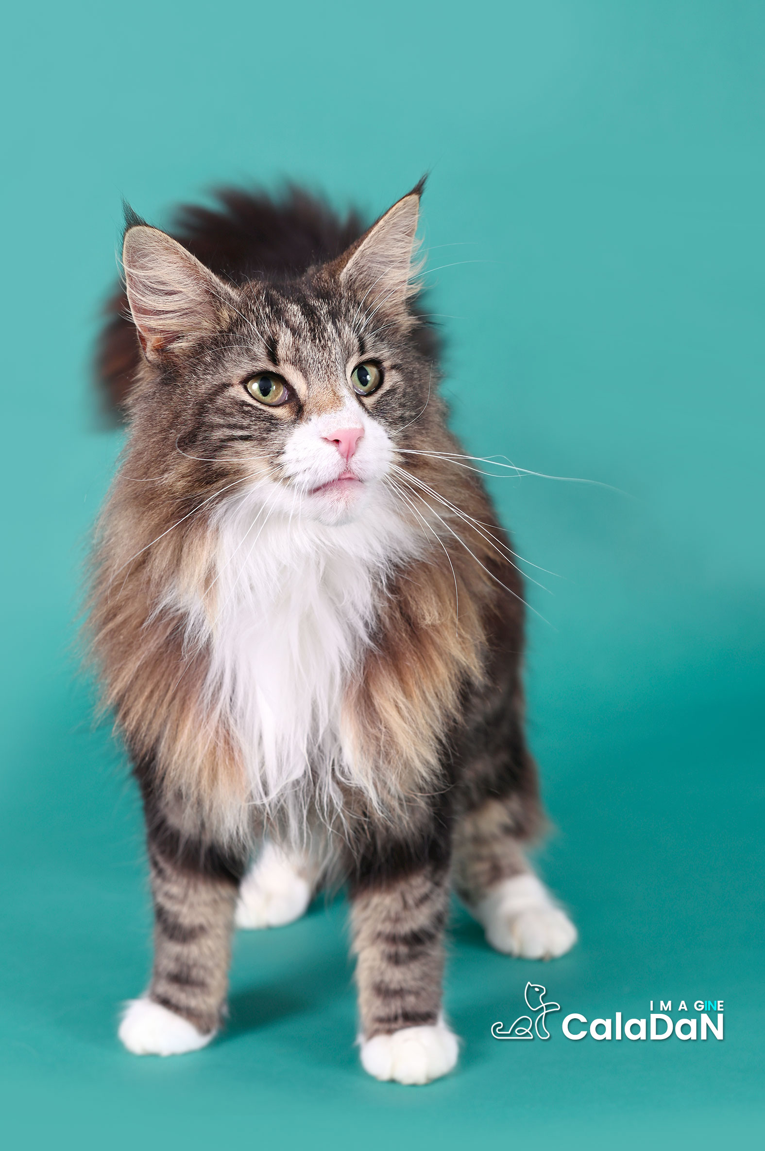 chat norvégien caladan brown tabby et blanc