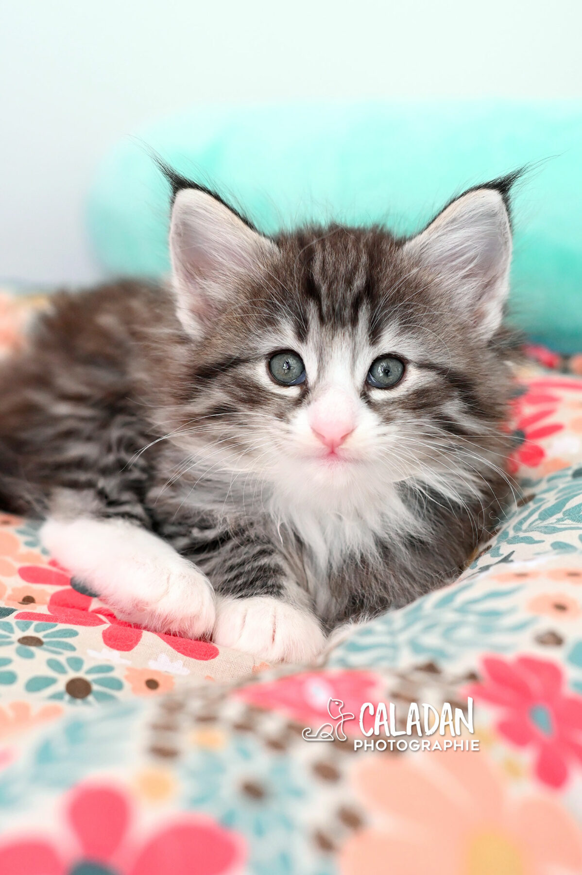 chaton norvégien CALADAN