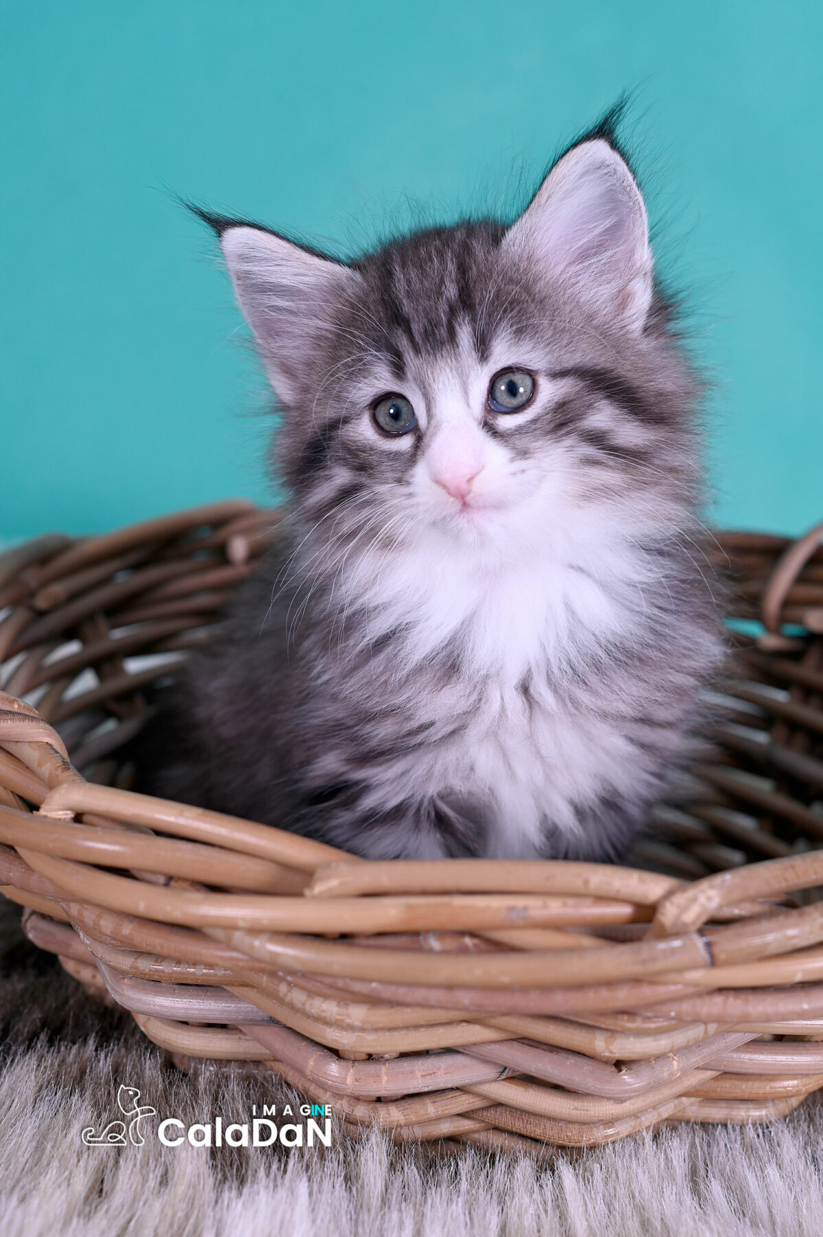 chaton norvégien CALADAN