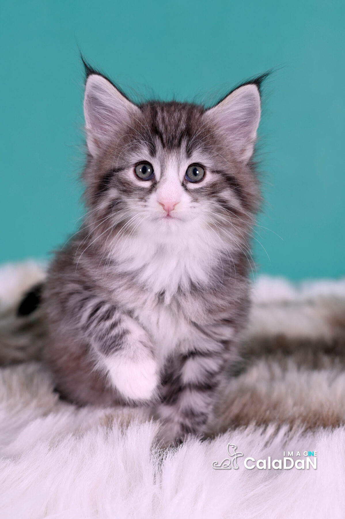 chaton norvégien CALADAN