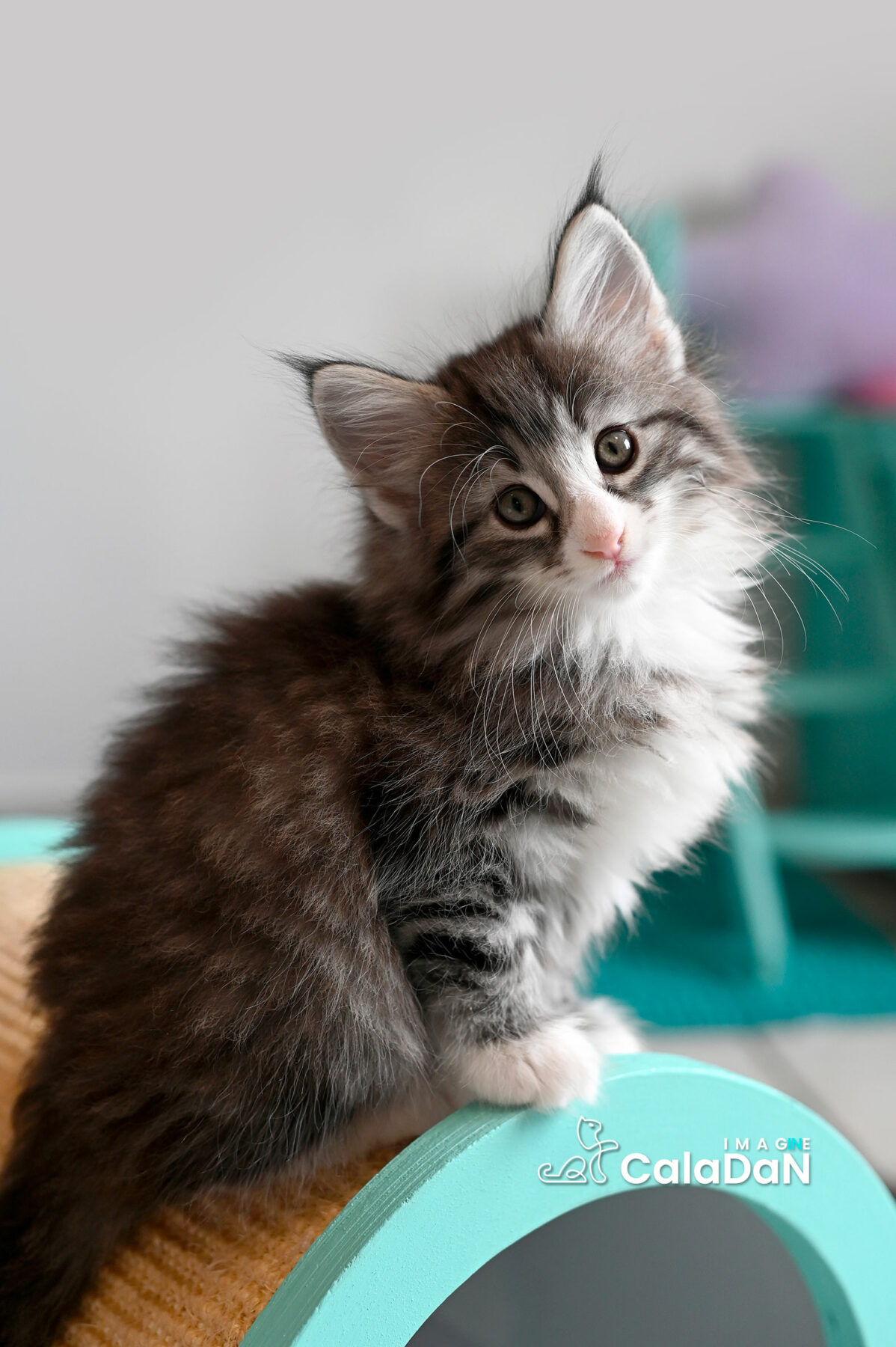 chaton norvégien CALADAN