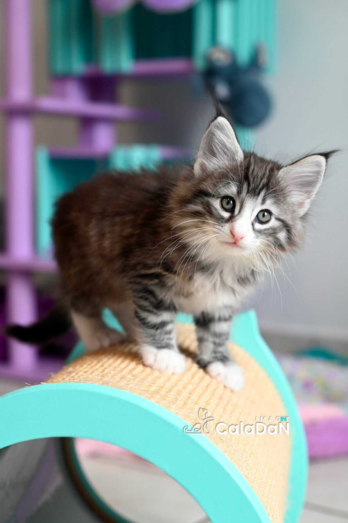 chaton norvégien CALADAN