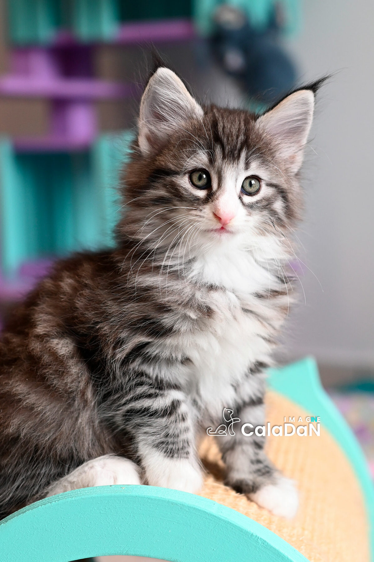 chaton norvégien CALADAN