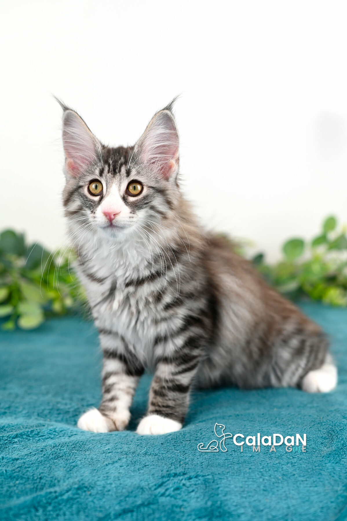 chaton norvégien CALADAN