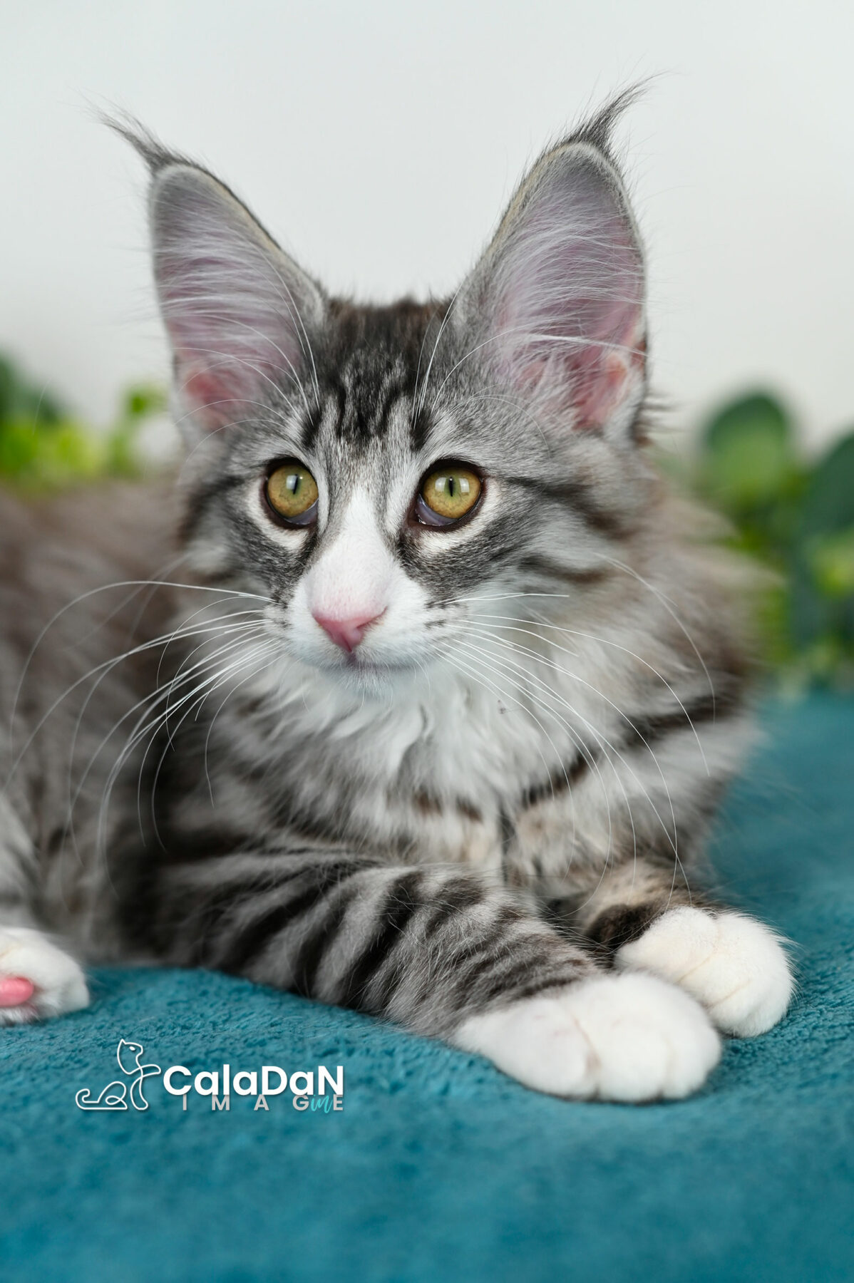 chaton norvégien CALADAN