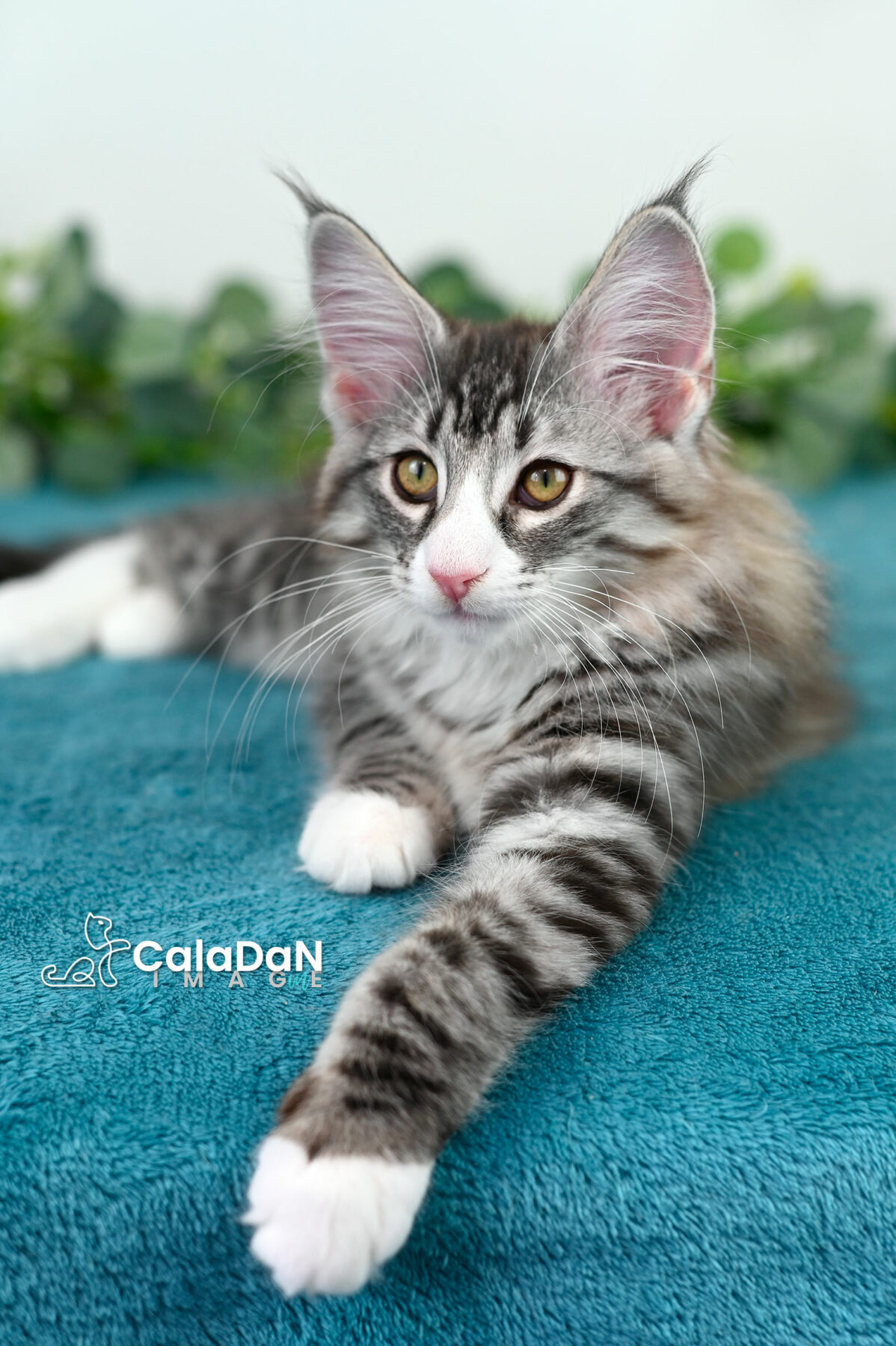 chaton norvégien CALADAN