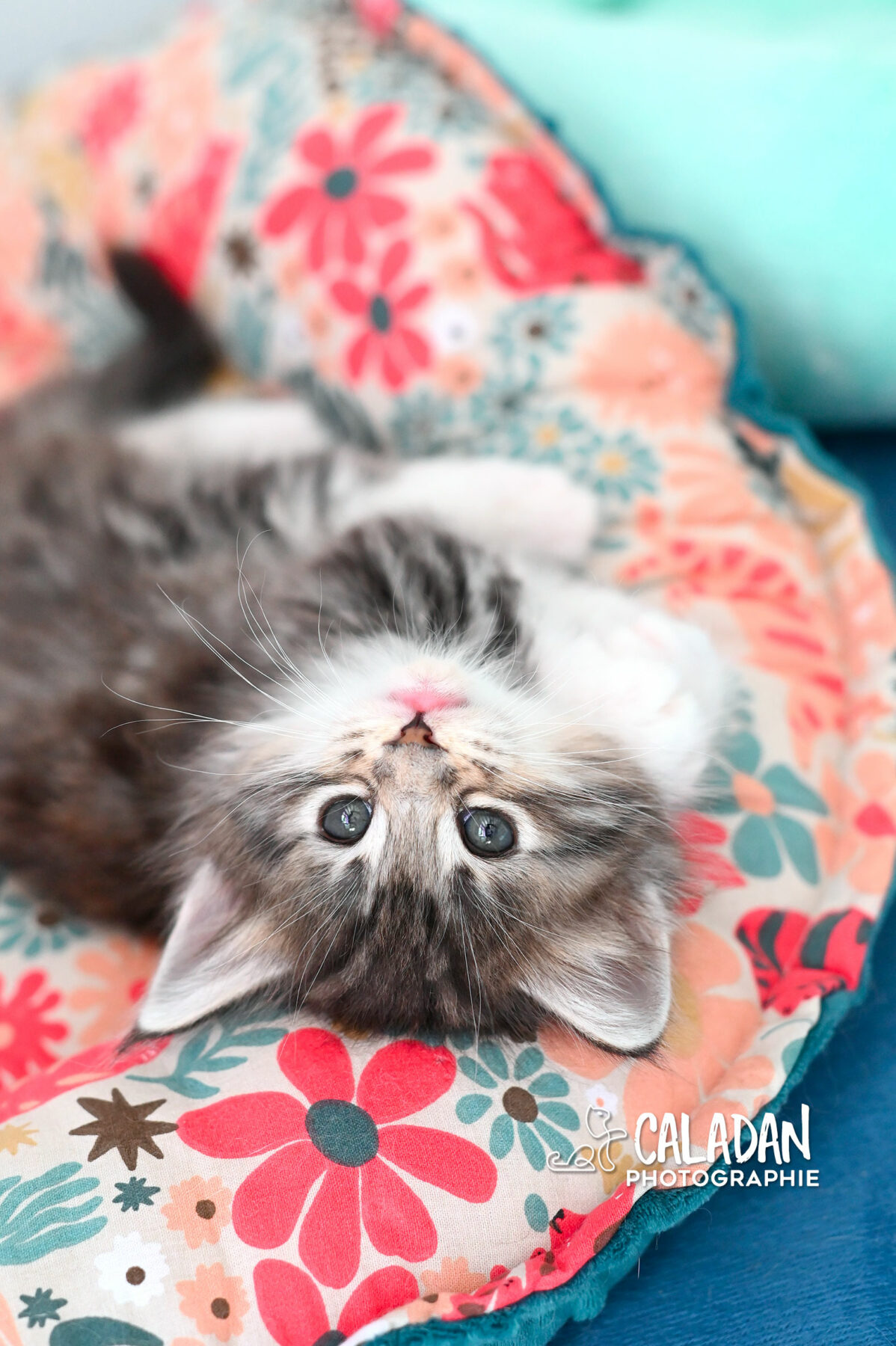 chaton norvégien CALADAN