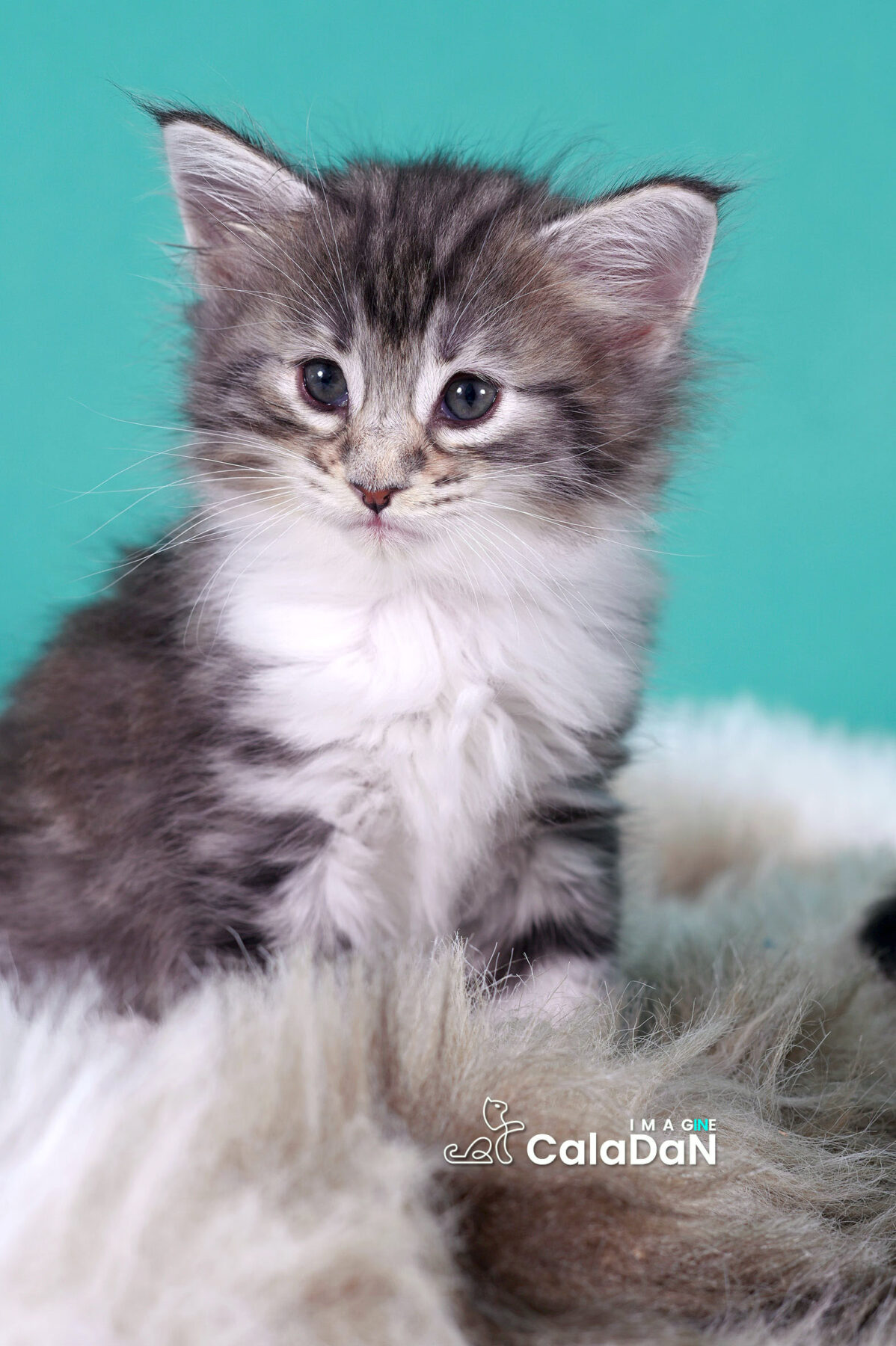 chaton norvégien CALADAN
