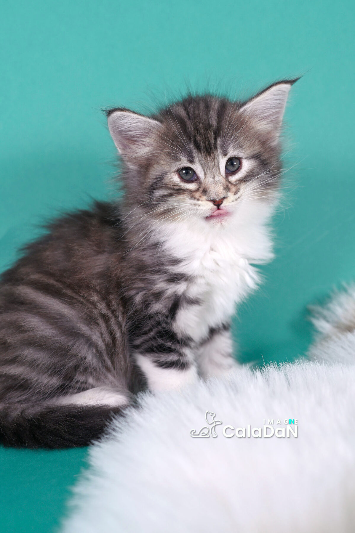 chaton norvégien CALADAN
