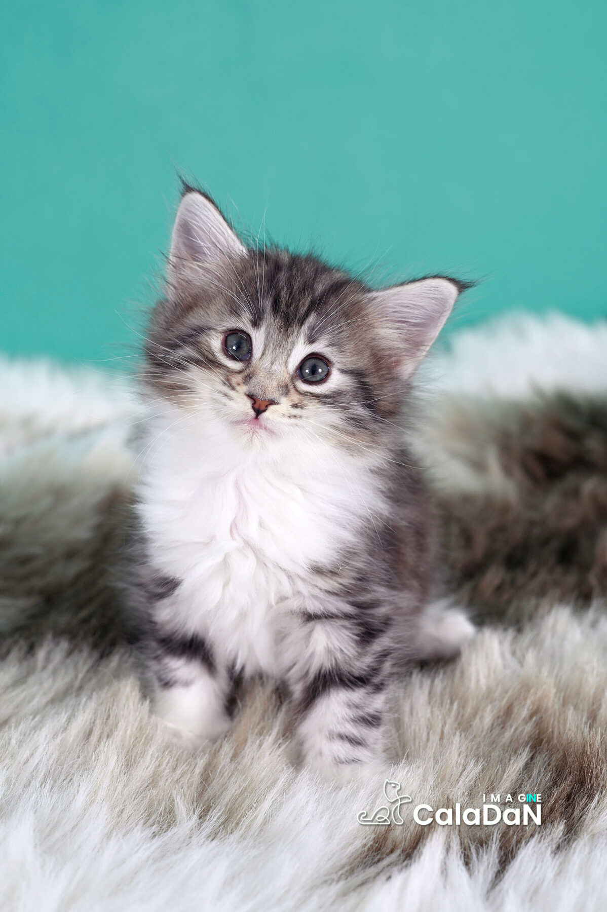 chaton norvégien CALADAN