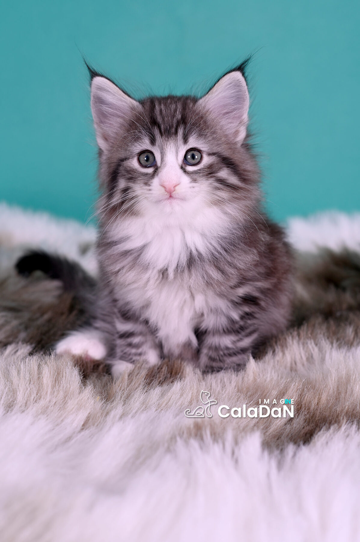 chaton norvégien CALADAN