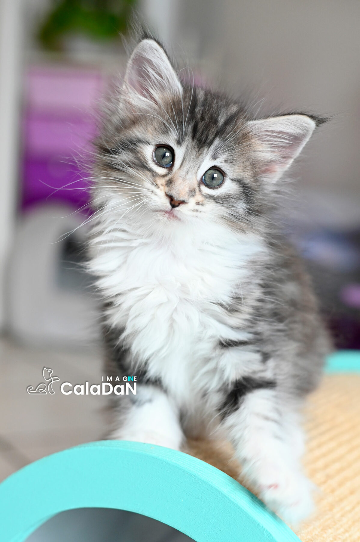 chaton norvégien CALADAN