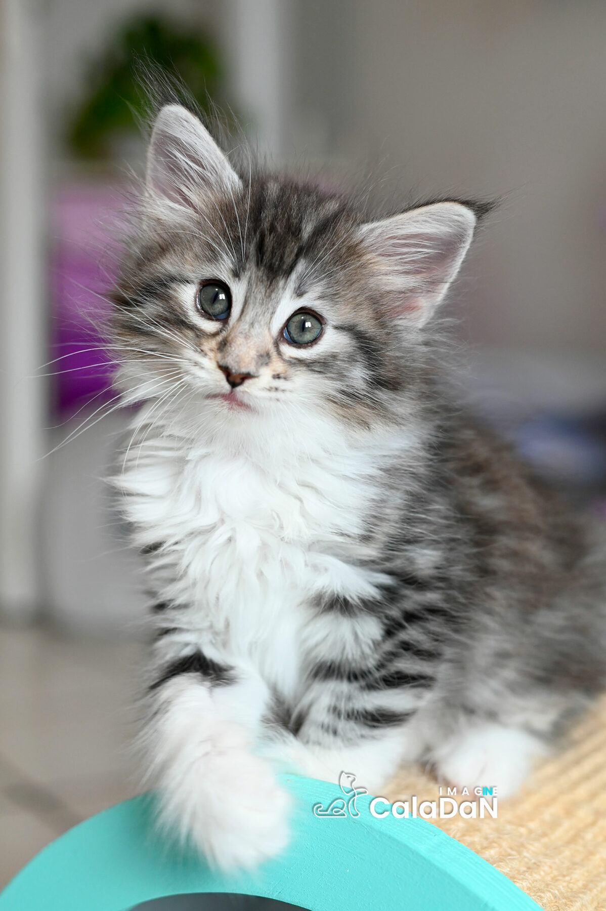 chaton norvégien CALADAN