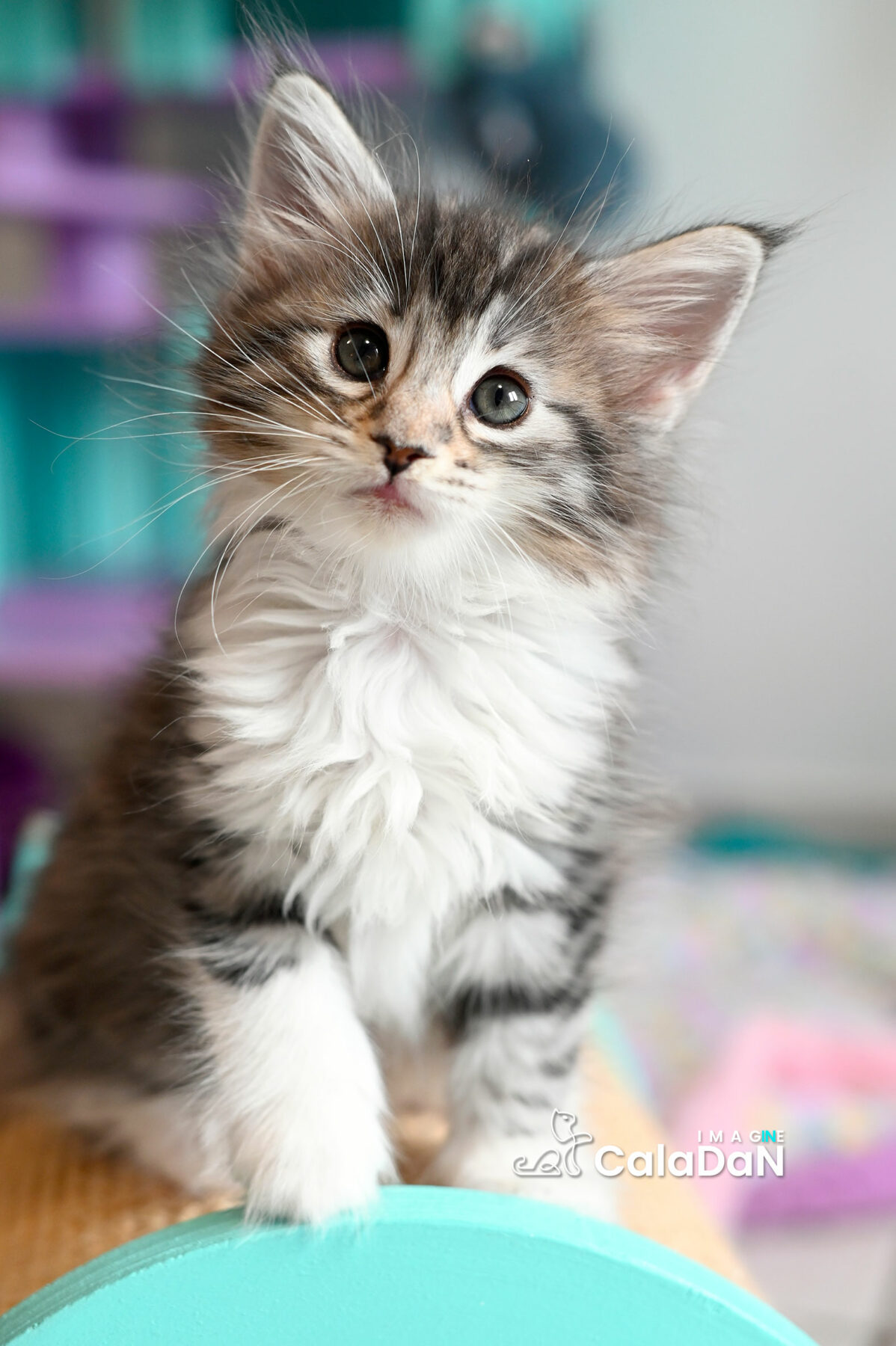 chaton norvégien CALADAN