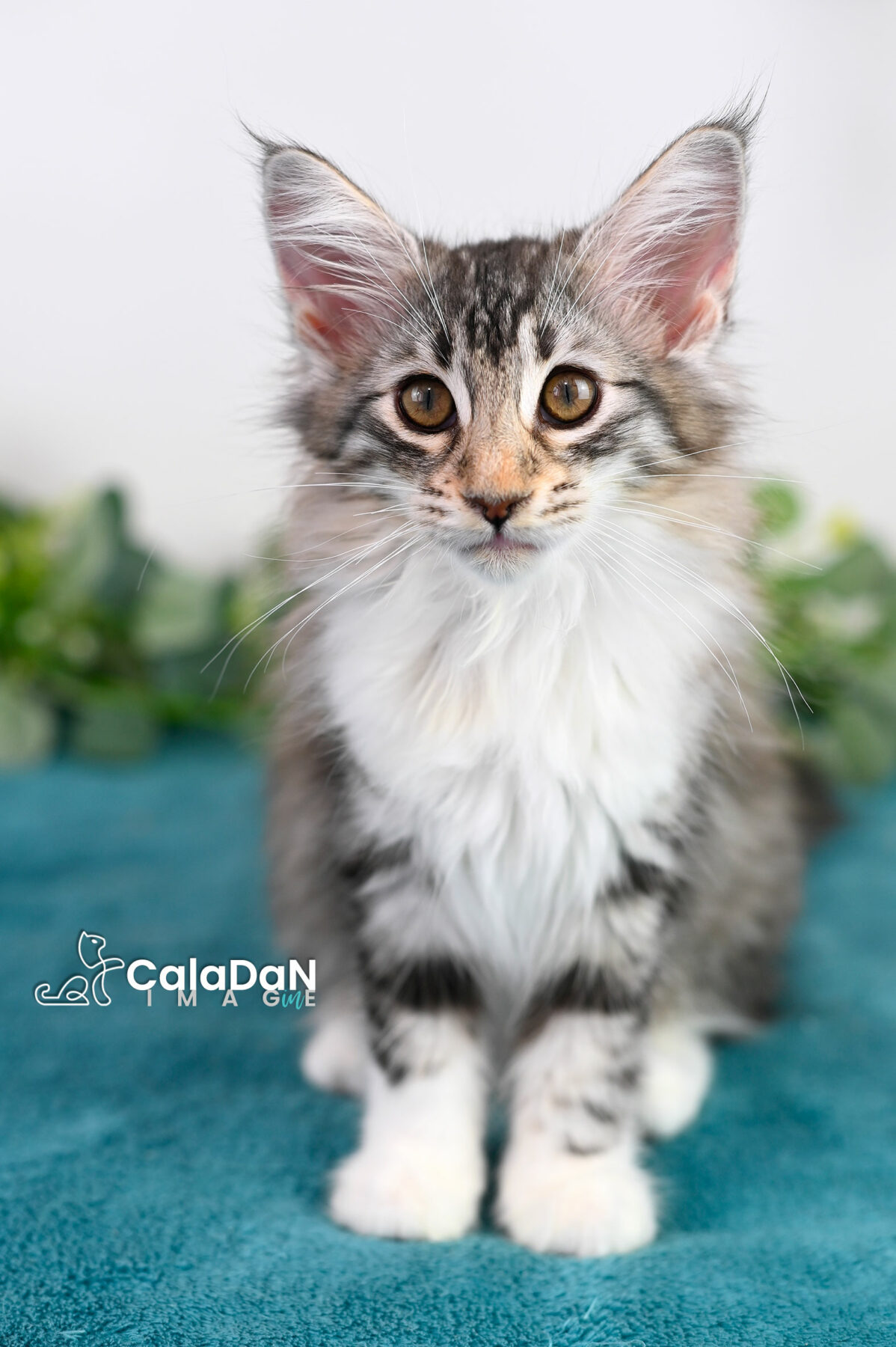 chaton norvégien CALADAN