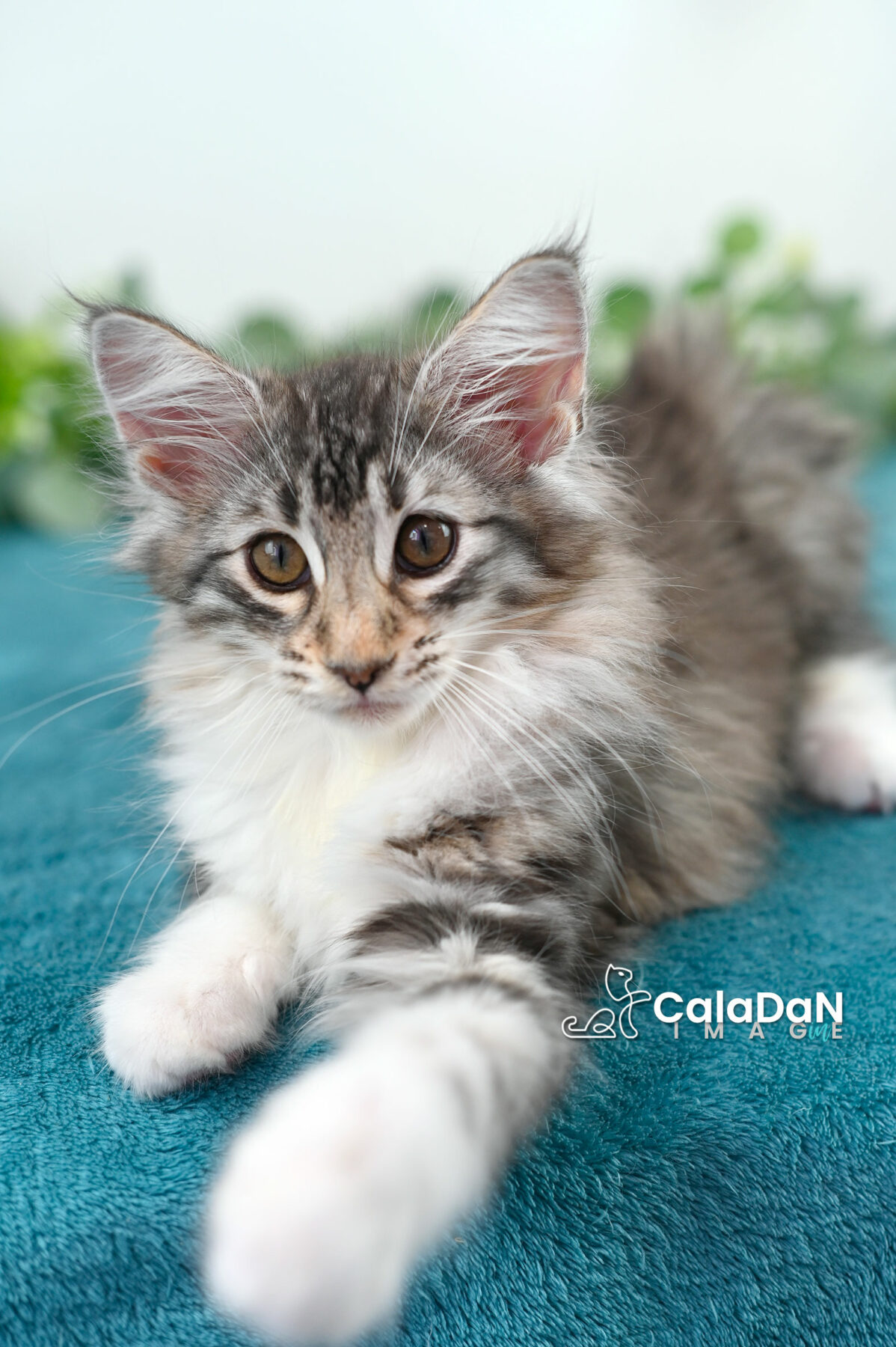 chaton norvégien CALADAN