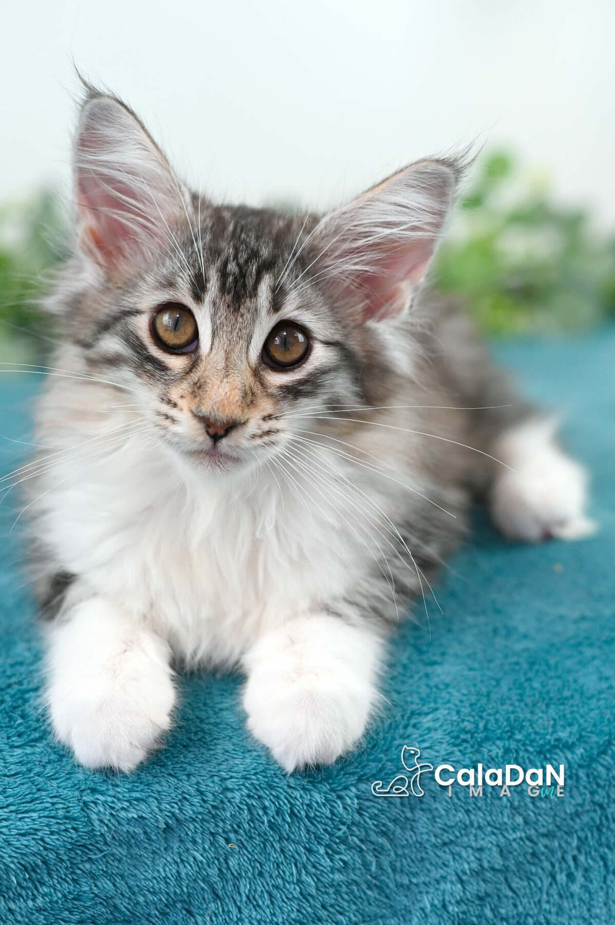 chaton norvégien CALADAN