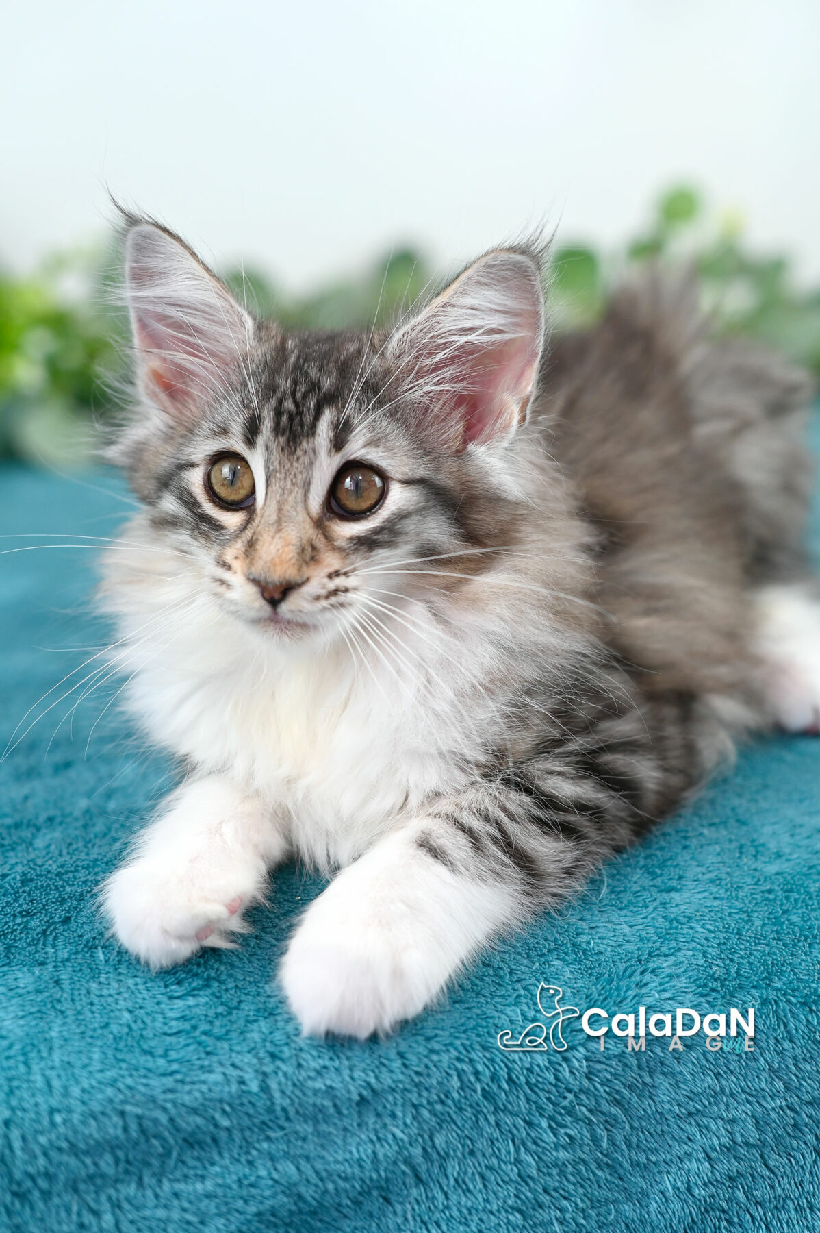 chaton norvégien CALADAN