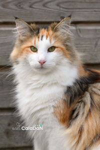 Panier retraite caladan chat norvégien tortie panier retraite