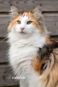 Panier retraite caladan chat norvégien tortie panier retraite