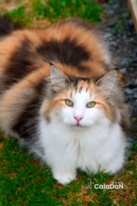Panier retraite caladan chat norvégien tortie panier retraite