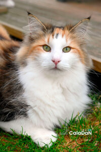 Panier retraite caladan chat norvégien tortie panier retraite