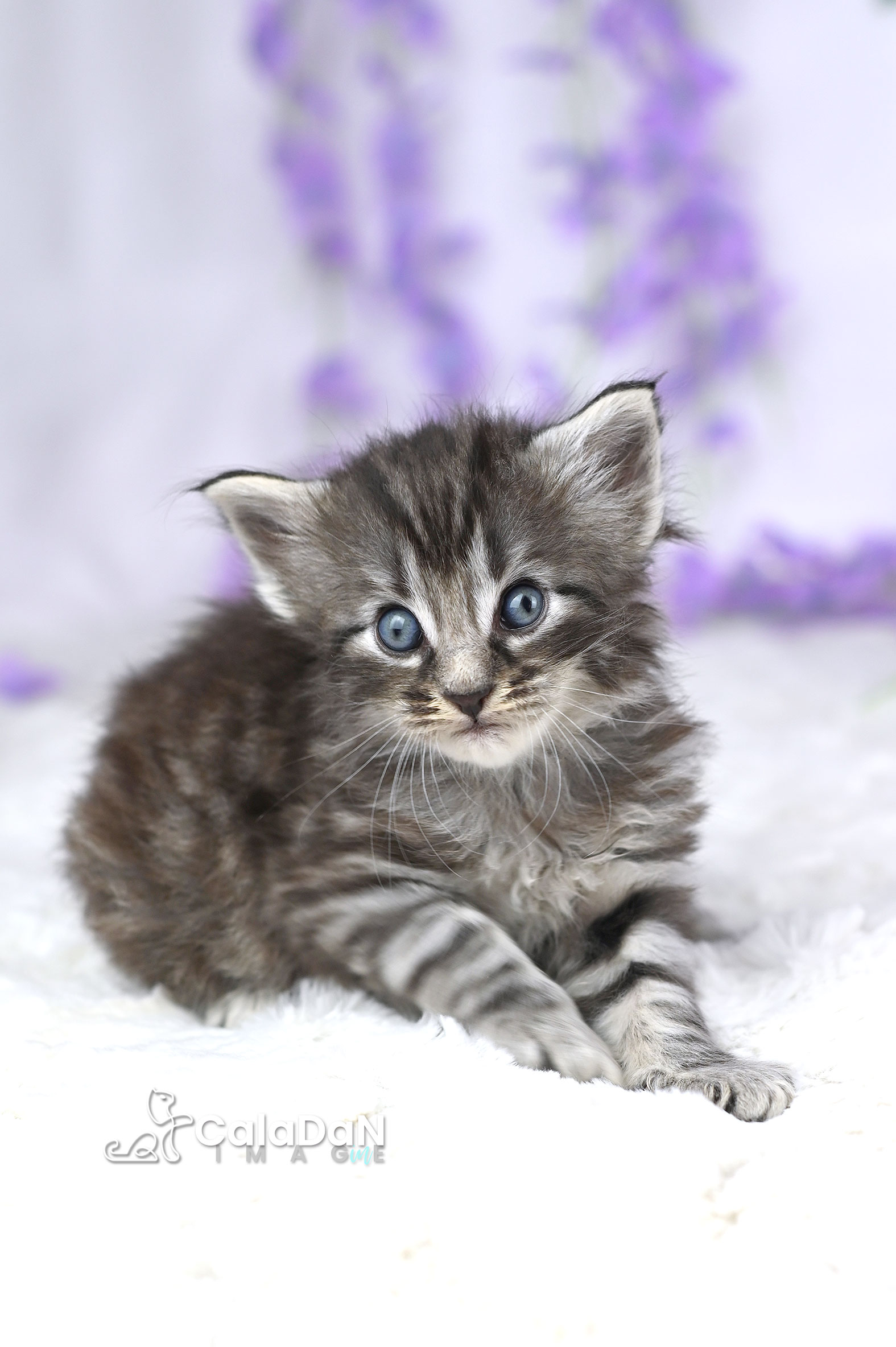 chaton norvégien CalaDaN