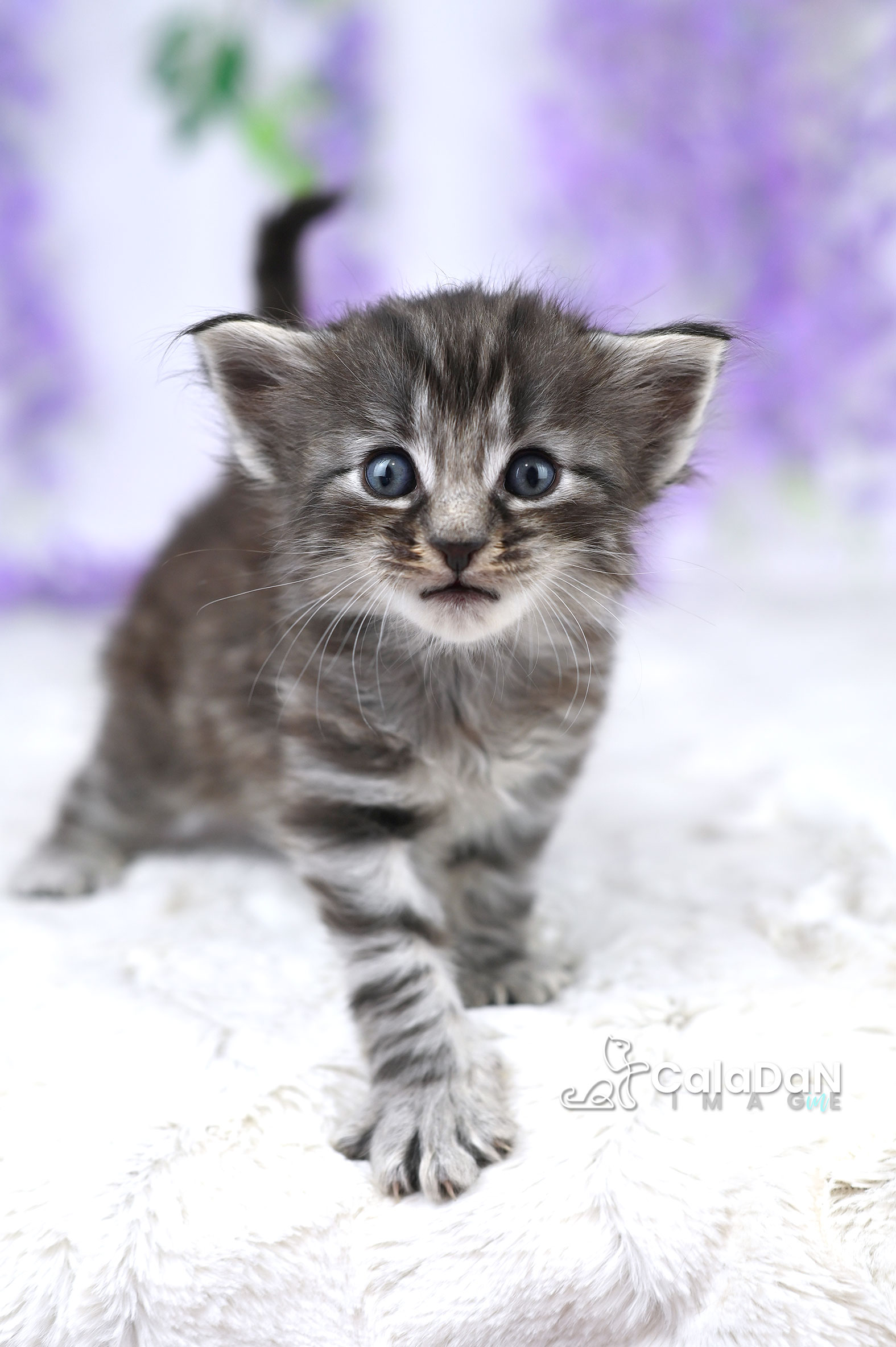 chaton norvégien CalaDaN