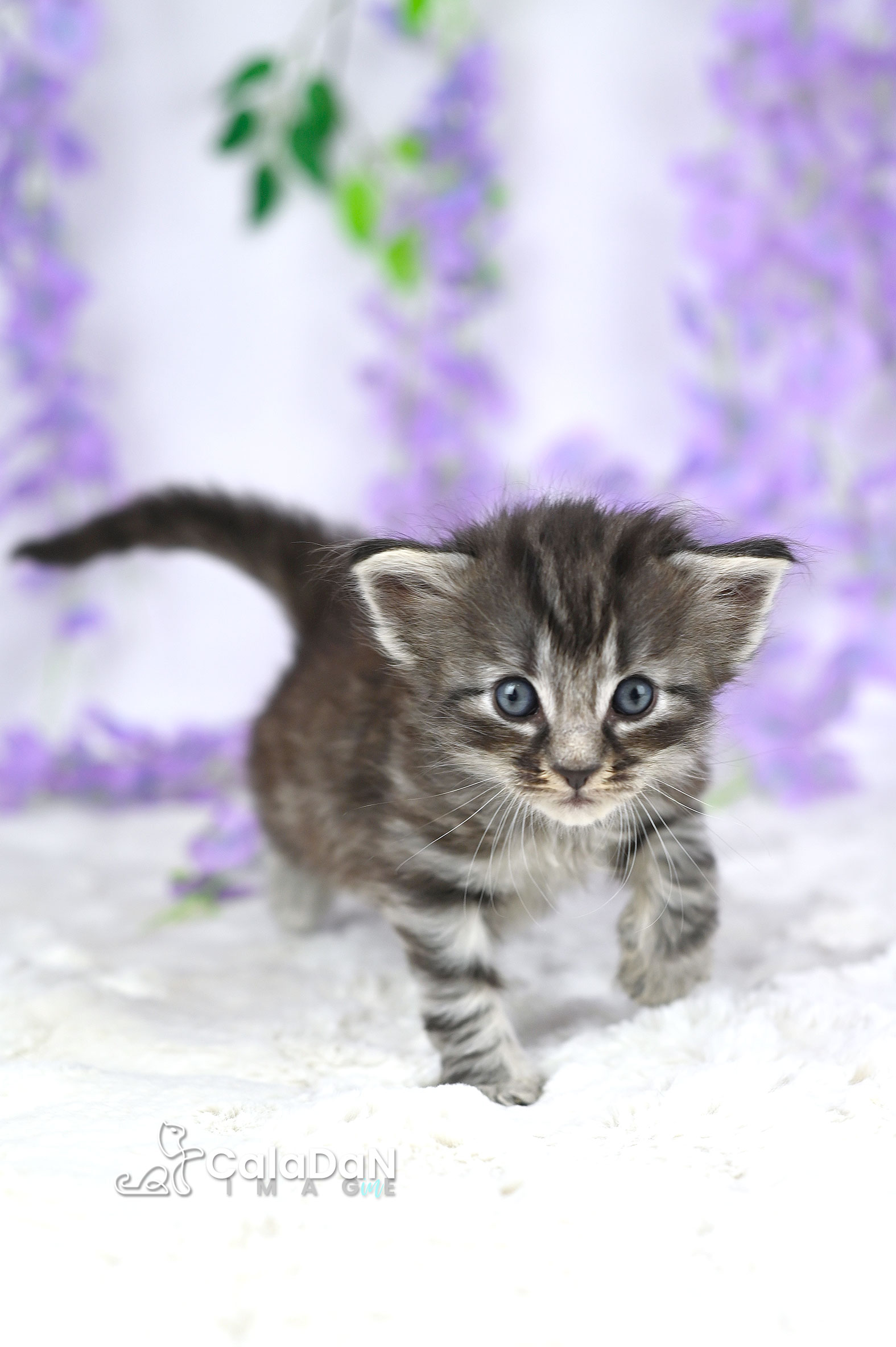 chaton norvégien CalaDaN