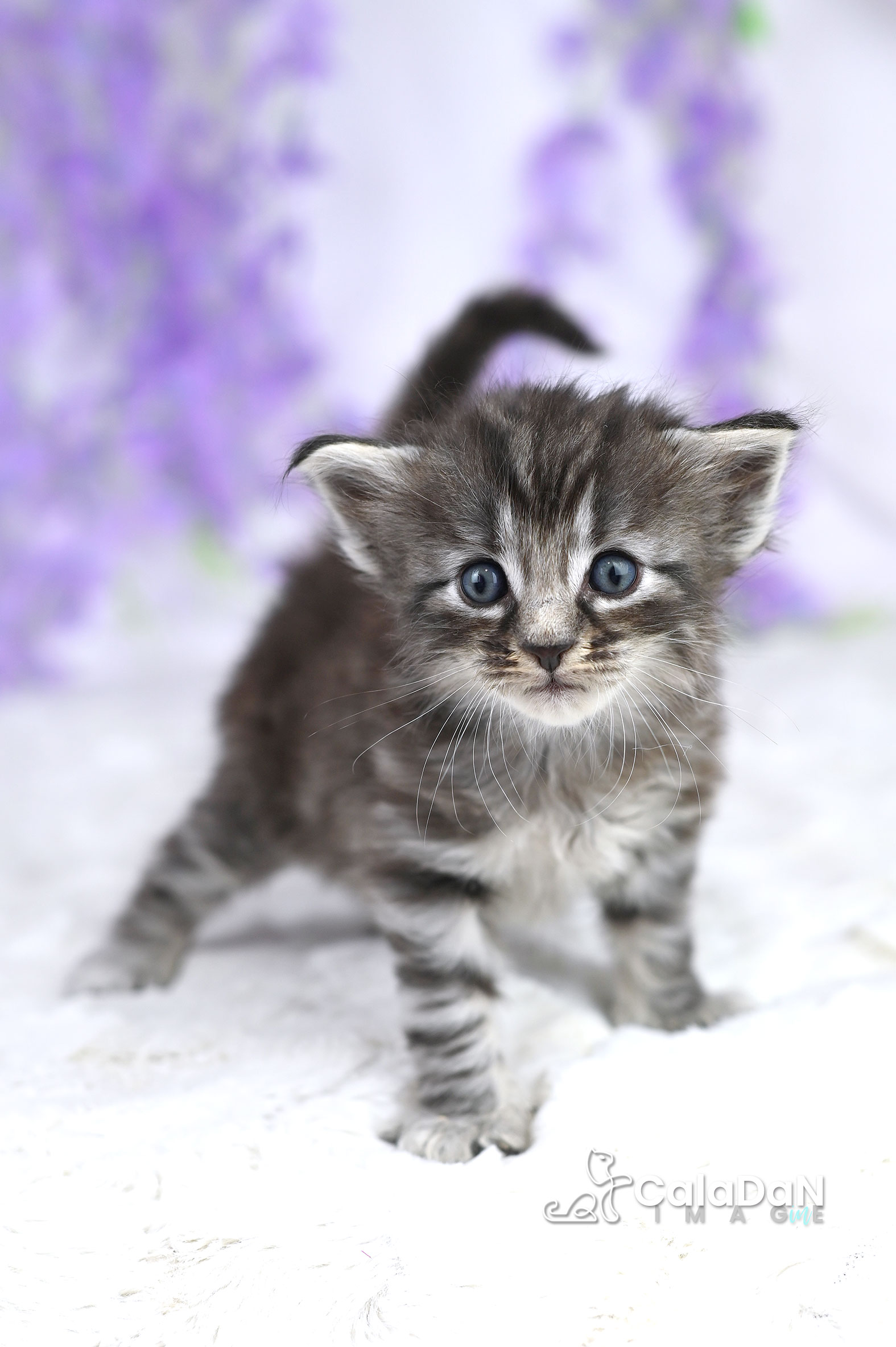 chaton norvégien CalaDaN