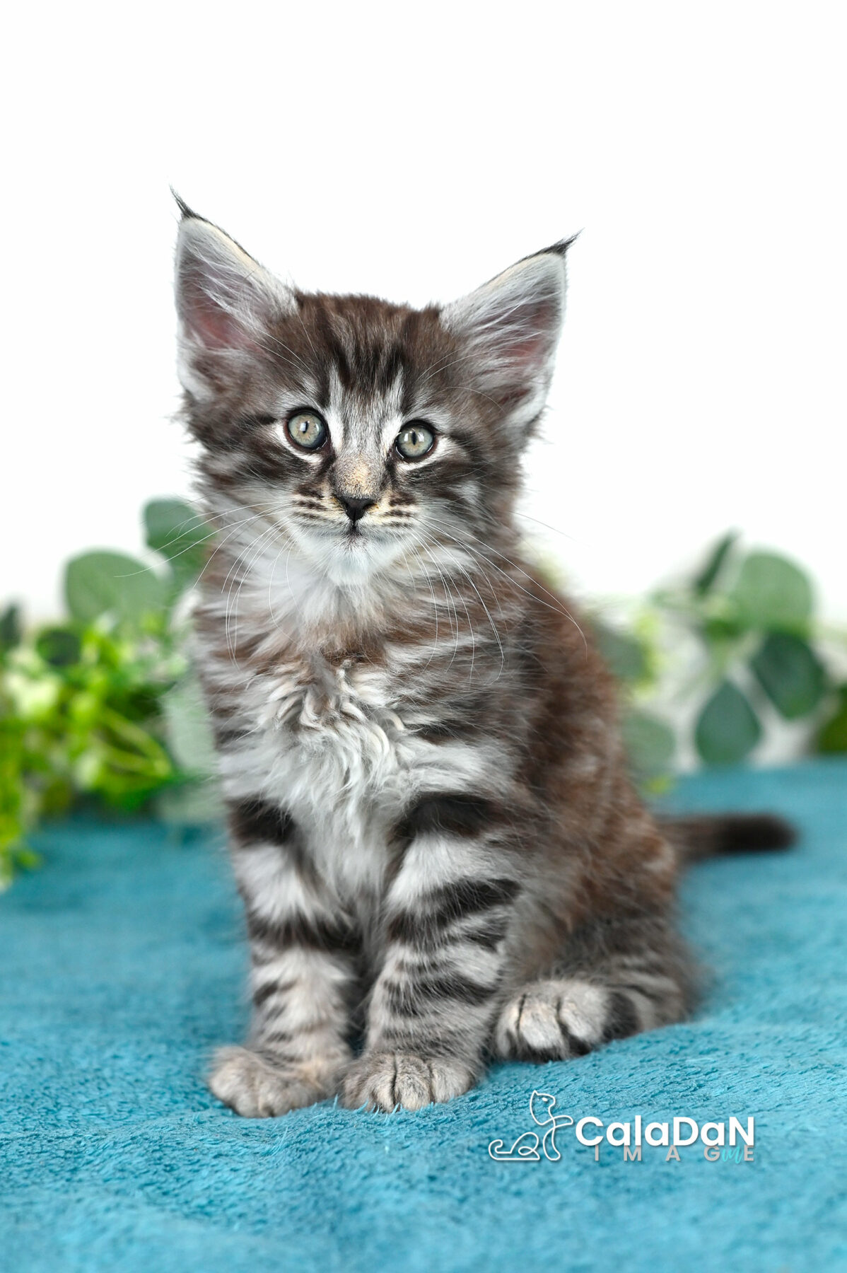 chaton norvégien caladan