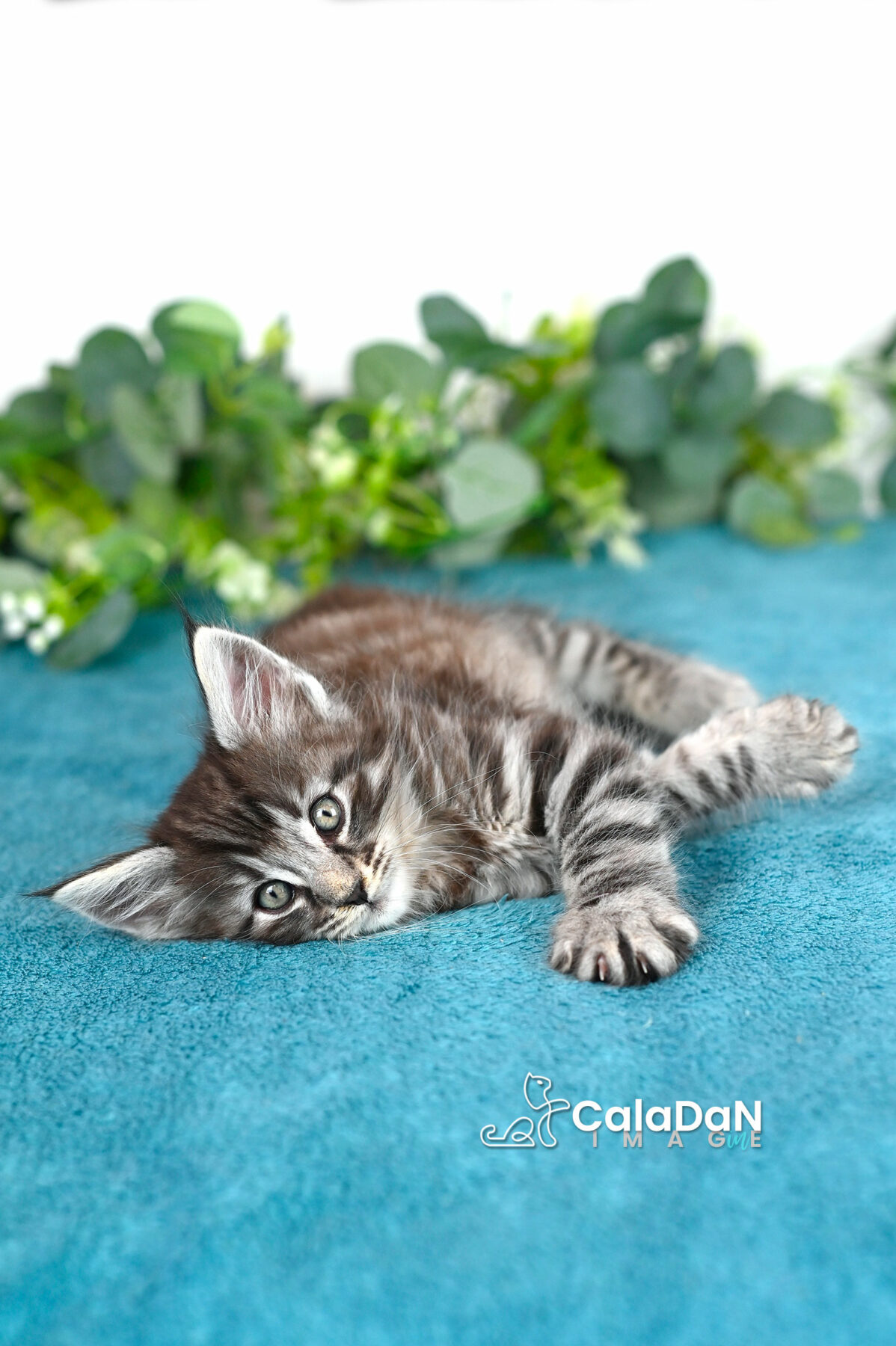 chaton norvégien caladan