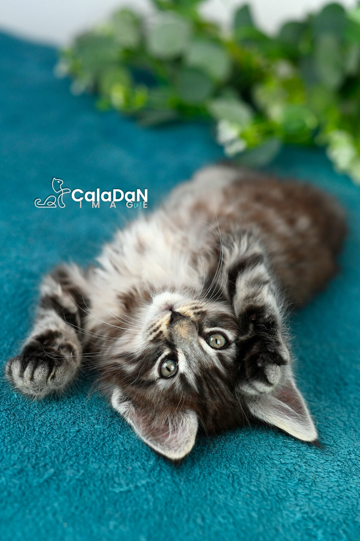 chaton norvégien caladan