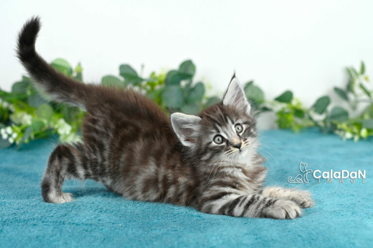 Home chatons norvégien calaDaN