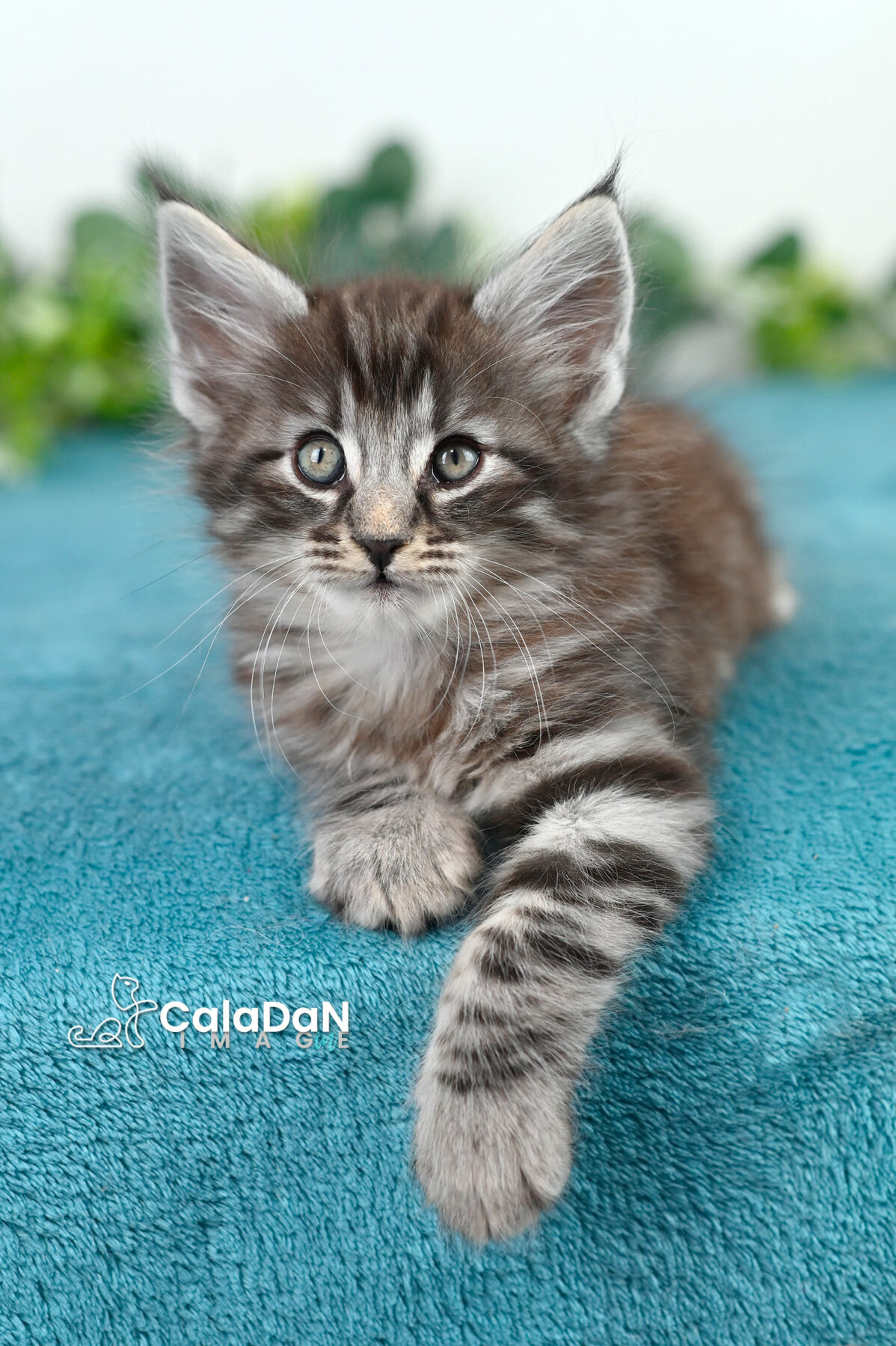 chaton norvégien caladan