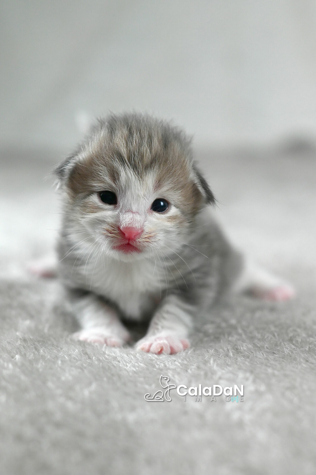 chaton norvégien chat des forets norvégiennes CALADAN