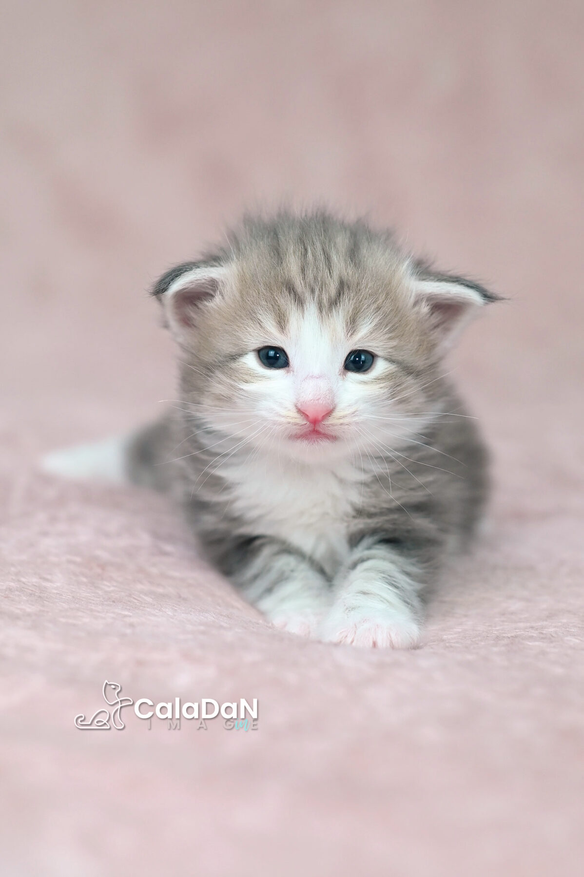 chaton norvégien chat des forets norvégiennes CALADAN