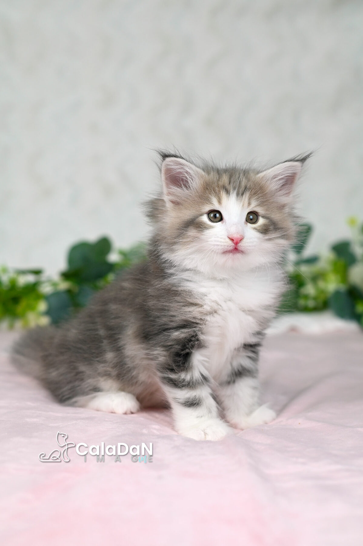 chaton norvégien chat des forets norvégiennes CALADAN