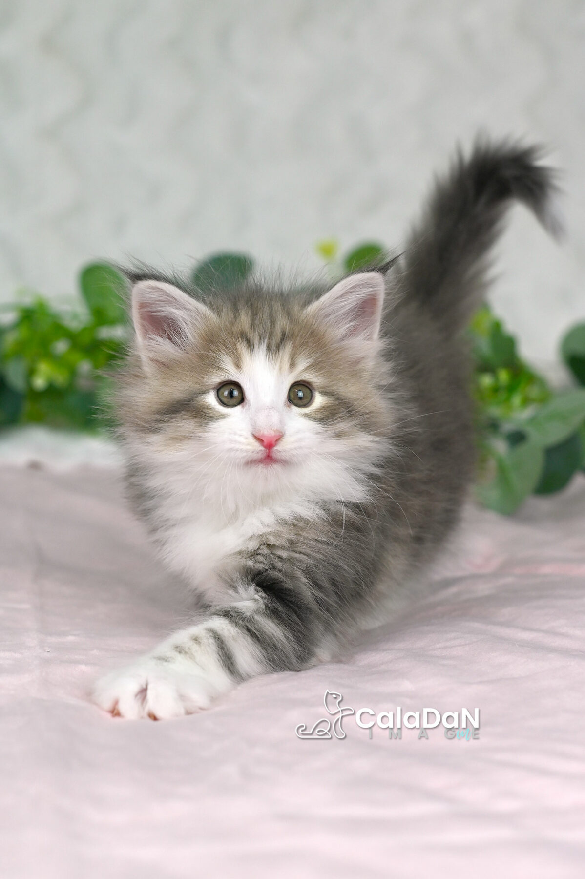 chaton norvégien chat des forets norvégiennes CALADAN